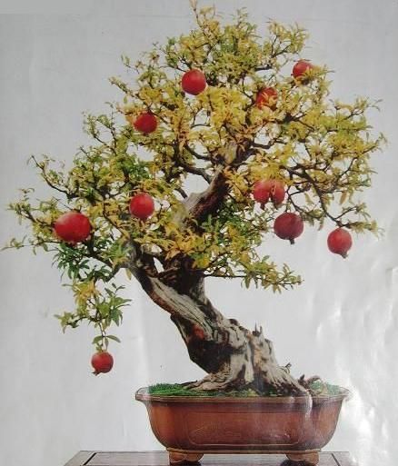 Pomegranate%20Tree%20Seeds%20Bonsai-%2020%20Pcs%20Seeds%20-%20Image%203