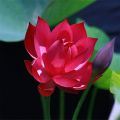 All Season pure Red Bonsai Lotus Seeds  - 5 Pcs SeedS. 