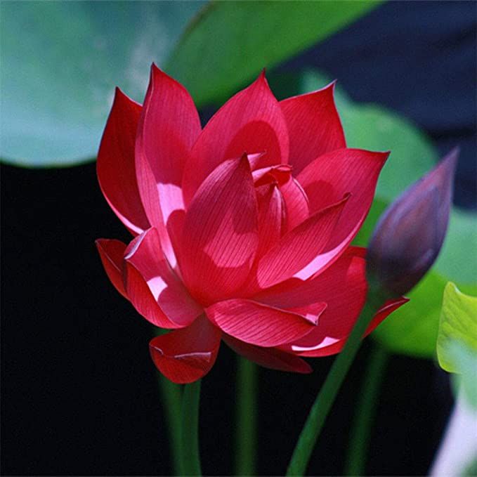 All%20Season%20pure%20Red%20Bonsai%20Lotus%20Seeds%20%20-%205%20Pcs%20SeedS%20-%20Image%203