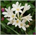 Tuberose Tuber 10Pcs. 