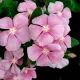 Vinca (নয়নতারা) Flower Seed - 25+ pcs Mix Color F2 Hybrid Seed. 