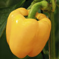 Newfangled - 4 color capsicum seeds 15 seeds total. (green, yellow, purple, red) - Tools, DIY & Outdoor - Modern and Trendy.