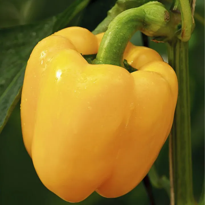 Newfangled%20-%204%20color%20capsicum%20seeds%2015%20seeds%20total.%20(green,%20yellow,%20purple,%20red)%20-%20Tools,%20DIY%20&%20Outdoor%20-%20Modern%20and%20Trendy%20-%20Image%204