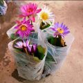 Global Bowl Water Lily (Lotus) Multicolor Seeds- 5 Pcs Seeds.