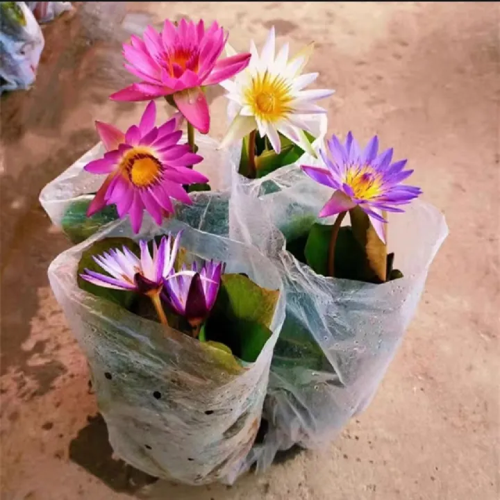 Global%20Bowl%20Water%20Lily%20(Lotus)%20Multicolor%20Seeds-%205%20Pcs%20Seeds%20-%20Image%205