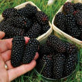 blackberry and blackberries fruit tree mulberry fruit bonsai healthy nutrition-10Pcs seeds.