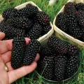 blackberry and blackberries fruit tree mulberry fruit bonsai healthy nutrition-10Pcs seeds.