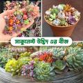 Mountain Rose Succulent Bonsai 10 seeds. imported from china..