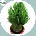 Organic Pabon Jhau Tree Seeds - 50 Pcs Seeds. 