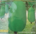 Wax Gourd ( চাল কুমড়া )- 15 Piece Seed.