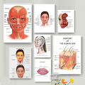 Face Anatomy,The Human Skin ,lip ,hair Anatomy Muscle Detailed Medical Art Poster Canvas Painting Wall Print Picture Home Decor. 