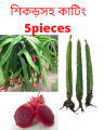 Red Dragon Tree With Roots For Home Gardening - Cutting Of Dragon Fruit Plant-5Pieces - Seeds. 