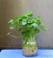 Pennywort plant indoor plant and outdoor plant  1 piece. 