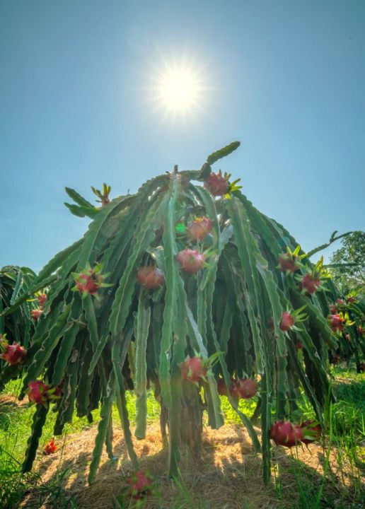 Dragon%20Fruits%20Hybrid%20Seeds%2049%20pice%20+%20gift%20-%20Image%205