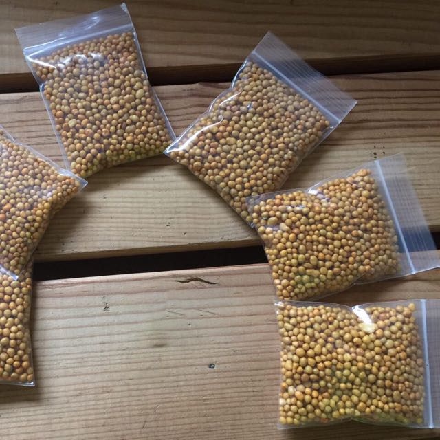 25%20Gram%20Osmocote%20USA%20slow%20Smart-Release%20Plant%20Food%20Fertilizer%20orchid,%20succulent,%20cactus,%20water%20plants%20lily%20Upto%206%20Month%20-%20Image%204
