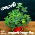 All Season Sensitive plant (Lojjaboti) Tree seeds 5 piece. + gift. 