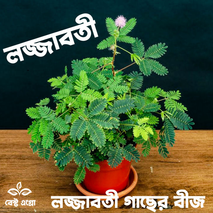 All Season Sensitive plant (Lojjaboti) Tree seeds 5 piece. + gift