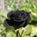12 pice black rose flower seeds. 