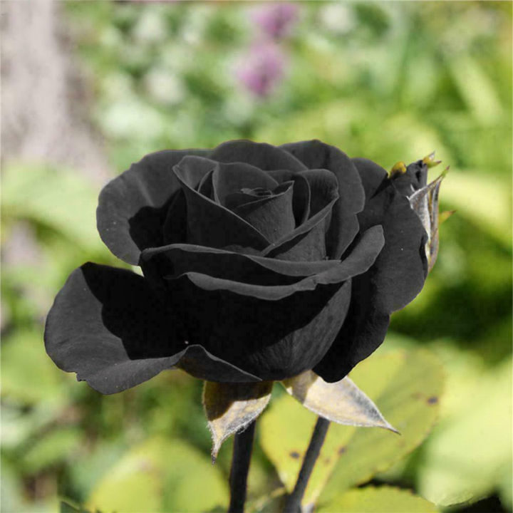 12%20pice%20black%20rose%20flower%20seeds%20-%20Image%204