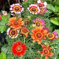 Chrysanthemum Carinatum Seed - 20/40pcs - Mixed Color Hybrid ক্রিসেন্থিমাম ফুলের বীজ মিক্সড কালার হাইব্রিড বীজ - (চন্দ্রমল্লিকা সিংগেল ভেরাইটি). 
