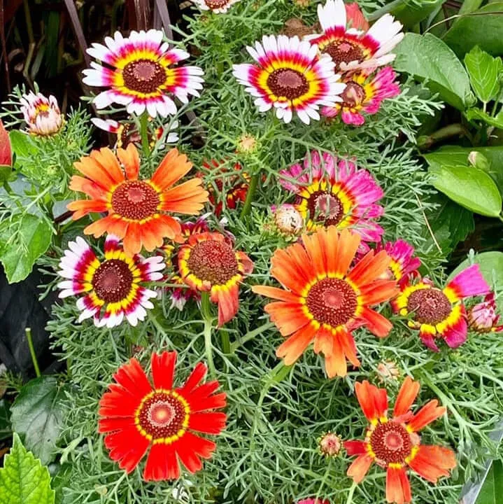 Chrysanthemum%20Carinatum%20Seed%20-%2020/40pcs%20-%20Mixed%20Color%20Hybrid%20%E0%A6%95%E0%A7%8D%E0%A6%B0%E0%A6%BF%E0%A6%B8%E0%A7%87%E0%A6%A8%E0%A7%8D%E0%A6%A5%E0%A6%BF%E0%A6%AE%E0%A6%BE%E0%A6%AE%20%E0%A6%AB%E0%A7%81%E0%A6%B2%E0%A7%87%E0%A6%B0%20%E0%A6%AC%E0%A7%80%E0%A6%9C%20%E0%A6%AE%E0%A6%BF%E0%A6%95%E0%A7%8D%E0%A6%B8%E0%A6%A1%20%E0%A6%95%E0%A6%BE%E0%A6%B2%E0%A6%BE%E0%A6%B0%20%E0%A6%B9%E0%A6%BE%E0%A6%87%E0%A6%AC%E0%A7%8D%E0%A6%B0%E0%A6%BF%E0%A6%A1%20%E0%A6%AC%E0%A7%80%E0%A6%9C%20-%20(%E0%A6%9A%E0%A6%A8%E0%A7%8D%E0%A6%A6%E0%A7%8D%E0%A6%B0%E0%A6%AE%E0%A6%B2%E0%A7%8D%E0%A6%B2%E0%A6%BF%E0%A6%95%E0%A6%BE%20%E0%A6%B8%E0%A6%BF%E0%A6%82%E0%A6%97%E0%A7%87%E0%A6%B2%20%E0%A6%AD%E0%A7%87%E0%A6%B0%E0%A6%BE%E0%A6%87%E0%A6%9F%E0%A6%BF)%20-%20Image%202