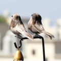 Demon Slayer Agatsuma Zenitsu Cosplay Headwear Hair Clip Artificial Birds Foam Animal Simulation Feather Birds Costume Prop. 