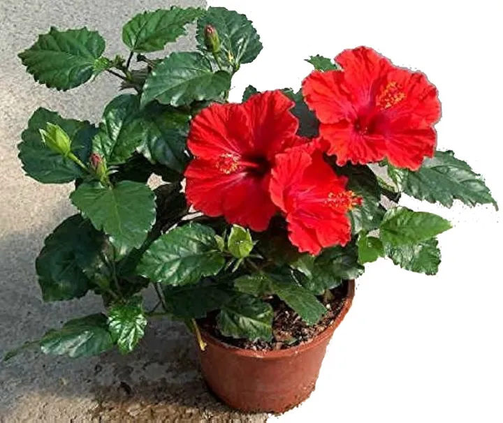 Joba%20Flower%20Plant%20without%20Pot%20-%20Image%204