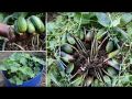 Khirai (খিরাই) Seed - 20/40 pcs Seed - All Season Hybrid.