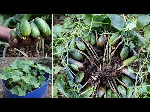 Khirai%20(%E0%A6%96%E0%A6%BF%E0%A6%B0%E0%A6%BE%E0%A6%87)%20Seed%20-%2020/40%20pcs%20Seed%20-%20All%20Season%20Hybrid%20-%20Image%204