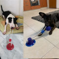 Pet Dog Toys Interactive Rubber Suction Cup Push Tpr Balls For Small Large Dogs Puppy Cat Chewing Toys Kong Dog Toys.