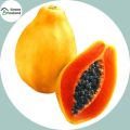 All Season Yellow Gold Papaya Seeds(হলুদ পেঁপে বীজ)- 5 Pcs Seeds.