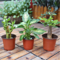 3.5Inchi(15pcs)Two-color flower pot PP soft plastic nursery home gardening succulent flower pot 15 pcs.
