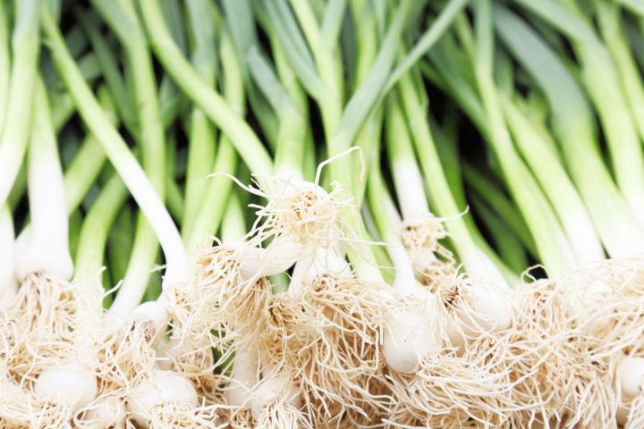 Leek Vegetable ( American Flag) লিক সবজি Seeds - 50 Pcs