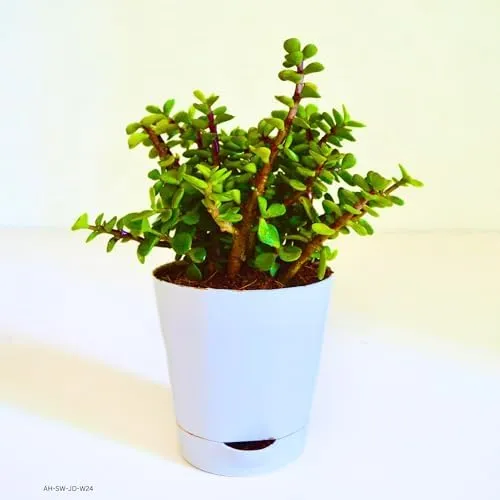 Indulge%20Durablity%20-%20Premium%20Quality%20-%20Z%20Plant%20Sakulant,%20Z%20Plant,%20Portulcaria%20Afra%20Sakulant%20-%20Vintage%20Choice%20-%20Exclusive%20Experience%20-%20Image%204