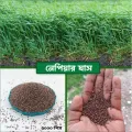 Hybrid Napier grass seeds 500 Gram. 
