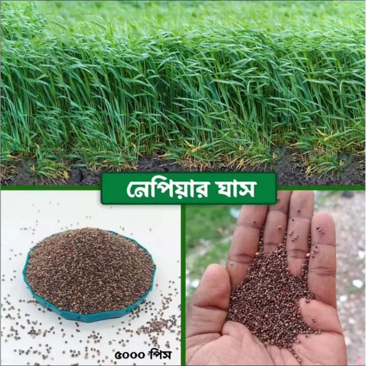 Hybrid Napier grass seeds 500 Gram