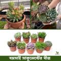 40 pice Bonsai sakulent seed + gift. 