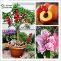 All Season Peach Tree Seeds - 5 Pcs Seeds. 