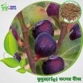 All Season Fig Seeds 30 Pis + Gift. 