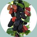 All Season Giant Raspberry Fruit Tree Seeds - 50 Pcs Seeds.