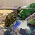 Lawn Turtle Basking Platform Turtle Resting Basking Platform, Simulation Grass Turtle Ramp for Turtle Tank, Reptile S.