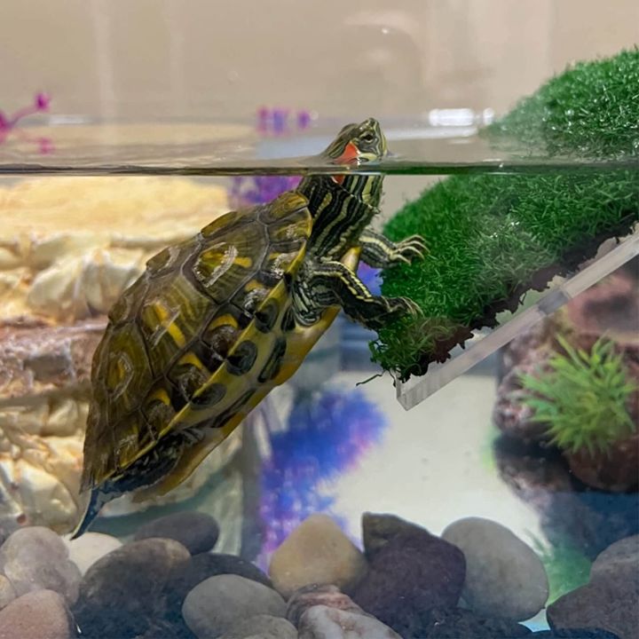 Lawn%20Turtle%20Basking%20Platform%20Turtle%20Resting%20Basking%20Platform,%20Simulation%20Grass%20Turtle%20Ramp%20for%20Turtle%20Tank,%20Reptile%20S%20-%20Image%207