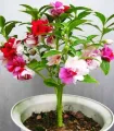 দোপাটি ফুলের বীজ- ১৫ টি - Balsam Flower Mix Color. 