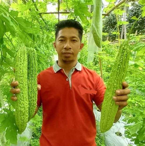 Bitter%20Gourd%20Seed%20Thailand%20-%20Image%203