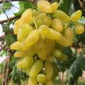 Indian Long Sweet Grape Seeds -20 Pcs Seeds. 