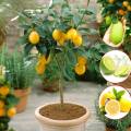 All Season Dwarf Lemon Tree Seeds - 10 Pcs SeedS.