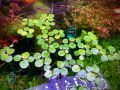 Amazon Frogbit Aquarium Plants Limnobium laevigatum - Floating Plants - Floating Aquarium Plant - Aquarium live plant (3 Piece Plants). 