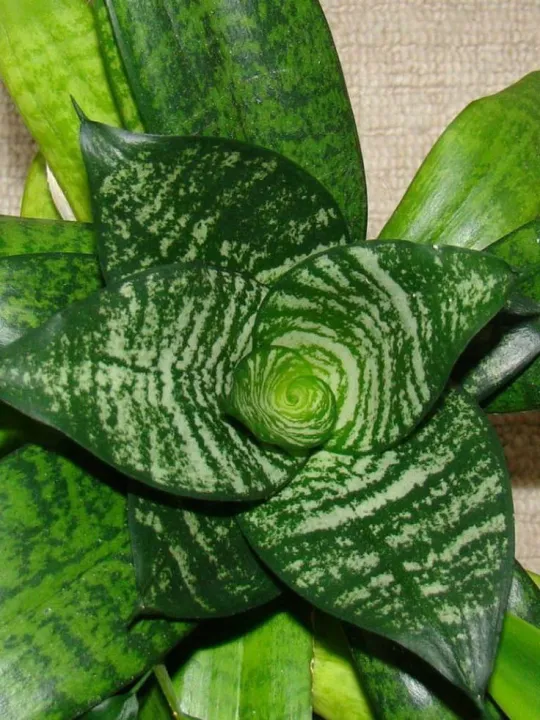 Snake%20plant,%20(sansevieria%20green%20small),%20(Without%20pot)%20Plant%20-%20Image%205