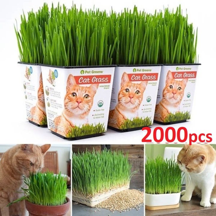 2000 Pcs Cat Grass Bonsai seeds Herb Edible Lemongrass Bonsai Plant