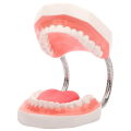 Teeth Mouth Model 6X Enlarged with Metal Hinge, Complete Set Teeth and Removable Tongue, PVC Speech Therapy Tool, Durable Fine Workmanship. 